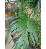 Kentia palm (Howea forsteriana) - 5 Seeds - Buying Exotic Seeds? Garden Select