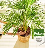 Pokon Palm Nutrition - 250 ml. - Biologisch - Garden Select