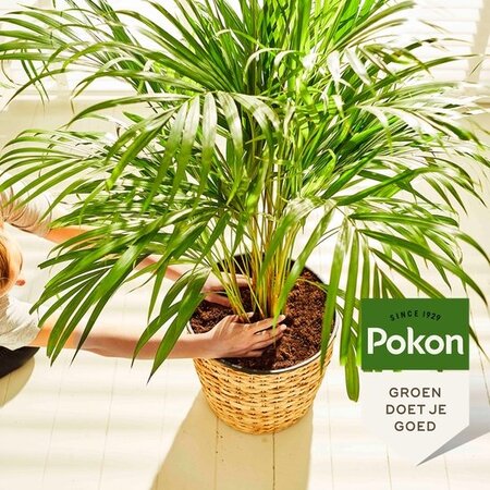 Pokon Palm Nutrition - 250 ml. - Biologisch - Garden Select