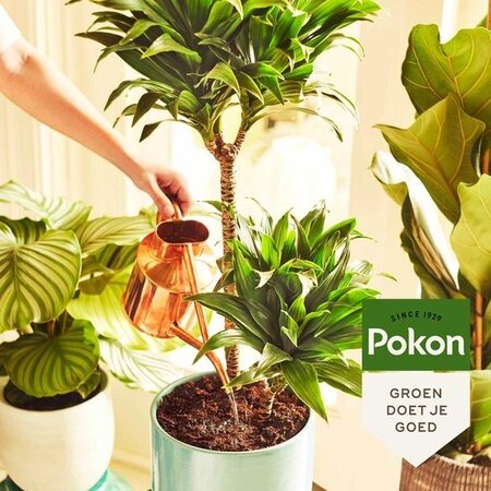 Pokon Houseplant Nutrition -1 litre - For Green Plants - Garden Select