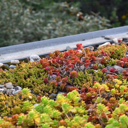ECOstyle Sedum & Groene Daken - AZ 1,6 Kg. - Voor 20 m2 - Garden Select
