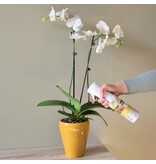 Pokon Powerspray Orchid - 300 ml. - Good Care And Gives The Leaves Extra Shine