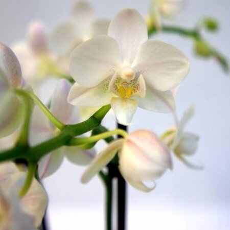 Pokon Powerspray Orchid - 300 ml. - Good Care And Gives The Leaves Extra Shine