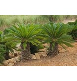 Cycas Revoluta - 5 Zaden - Exotische Palmzaden Kopen? - Garden-Select.com