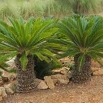 Cycas Revoluta - 5 Samen