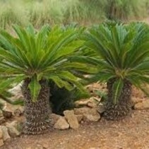 Cycas Revoluta - 5 Zaden