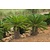 Cycas Revoluta - 5 Samen