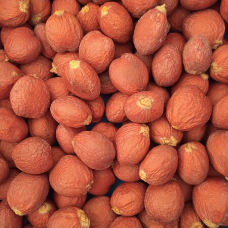 Cycas Revoluta - 5 Zaden - Exotische Palmzaden Kopen? - Garden-Select.com