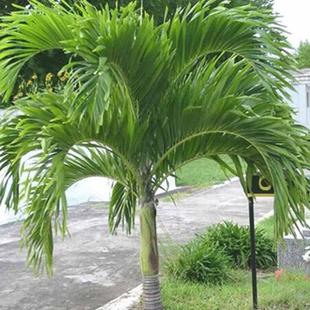 Veitchia Merrillii - 5 Seeds - Manila Palm - Buy Exotic Seeds? Garden Select