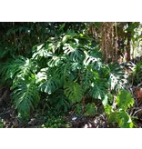 Monstera deliciosa - Hole plant - 5 Seeds - Buy shadow palm?