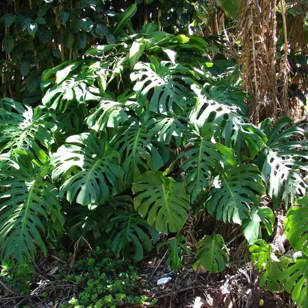 Monstera deliciosa - Hole Pflanze - 5 Samen - Schattenpalme kaufen?