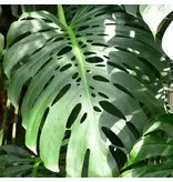 Monstera deliciosa - Hole plant - 5 Seeds - Buy shadow palm?