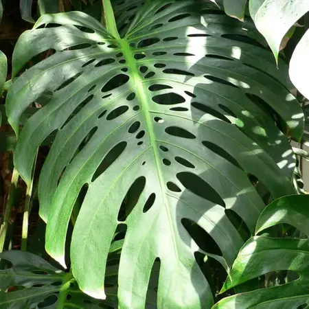 Monstera deliciosa - Hole plant - 5 Seeds - Buy shadow palm?