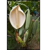 Monstera deliciosa - Hole Pflanze - 5 Samen - Schattenpalme kaufen?