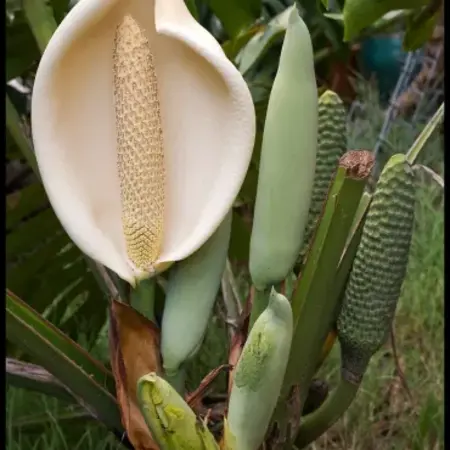 Monstera deliciosa - Hole Pflanze - 5 Samen - Schattenpalme kaufen?