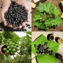 Jatropha Curcas - 10 Samen
