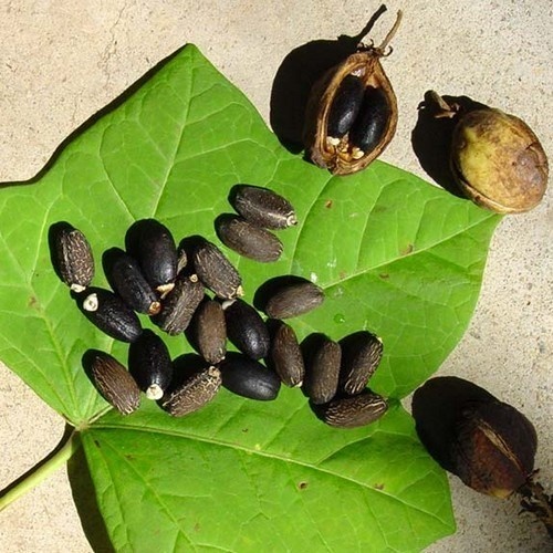 5 Graines De Jatropha Curcas (Purgiernuss) - Arbuste Pour Biocarburant, Jusqu'à 6m De Haut