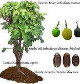 Jatropha Curcas - 10 Seeds - Buy Purgeernut Or Peelnut Seeds?