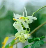 Moringa Oleifera - Wonder Tree - 10 Seeds - Buy Exotic Seeds?