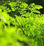 Moringa Oleifera - Wonder Tree - 10 Seeds - Buy Exotic Seeds?