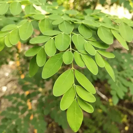 Moringa Oleifera - Wunderbaum - 10 Samen - Exotisches Saatgut kaufen?