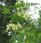 Moringa Oleifera - Wonderboom - 10 Zaden - Exotische Zaden Kopen?