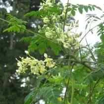 Moringa Oleifera - Wunderbaum - 10 Samen