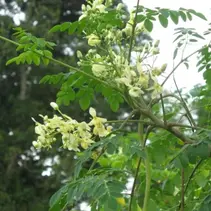 Moringa Oleifera - Wunderbaum - 10 Samen