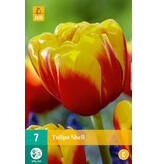 Tulpen Shell - Neu - 7 Blumenzwiebeln - Rote / Gelbe Ziertulpe kaufen?