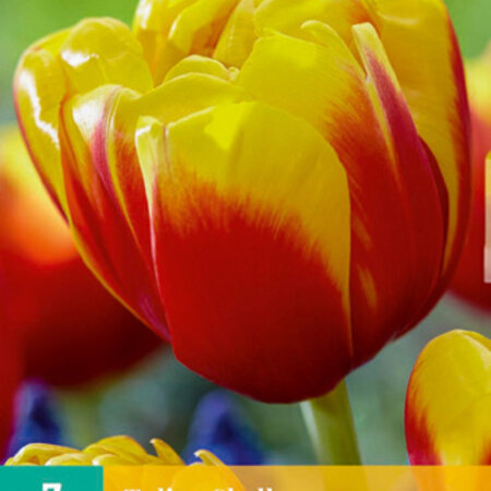 Tulpen Shell - Neu - 7 Blumenzwiebeln - Rote / Gelbe Ziertulpe kaufen?