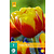 Tulpen Shell - Neu - 7 Blumenzwiebeln