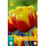 Tulpen Shell - Neu - 7 Blumenzwiebeln - Rote / Gelbe Ziertulpe kaufen?