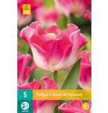 Tulp Crownn Of Dynasty - Nieuw - 5 Bollen -Roze Sierlijke Tulp Kopen?