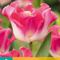 Tulpe Crownn Of Dynasty - 5 Blumenzwiebeln