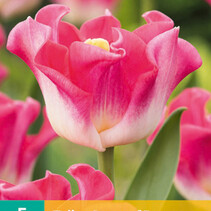 Tulpe Crownn Of Dynasty - 5 Blumenzwiebeln