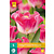 Tulip Crownn Of Dynasty - New - 5 Bulbs