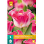 Tulpe Crownn Of Dynasty - 5 Blumenzwiebeln - Rosa Ziertulpe kaufen?
