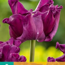 Tulip Crown Of Negrita - New - 5 Bulbs