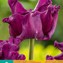 Tulp Crown Of Negrita - Nieuw - 5 Bollen