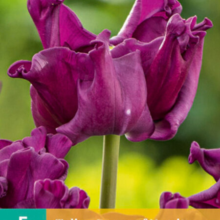 Tulpenkrone von Negrita - Neu - 5 Blumenzwiebeln - Lila Ziertulpe kaufen?