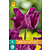 Tulip Crown Of Negrita - New - 5 Bulbs