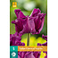 Tulpenkrone von Negrita - Neu - 5 Blumenzwiebeln - Lila Ziertulpe kaufen?
