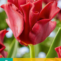 Tulpenrotes Kleid - Neu - 5 Blumenzwiebeln