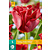 Tulip Red Dress - New - 5 Bulbs