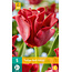 Tulpenrotes Kleid - Neu - 5 Blumenzwiebeln - Rote duftende Kronentulpe kaufen?