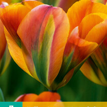 Tulip Orange Marmalade - New - 7 Bulbs