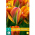 Tulip Orange Marmalade - New - 7 Bulbs