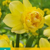 Daffodil Milena - New - 5 Bulbs