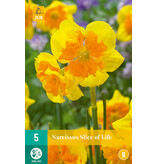 Daffodil Slice Of Life - New - 5 Bulbs - Daffodils Yellow With an Orange Crown