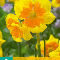 Daffodil Slice Of Life - Neu - 5 Blumenzwiebeln